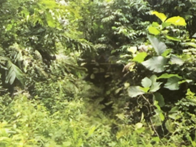 Dijual Tanah Kavling Molas, Manado 43.225 m2